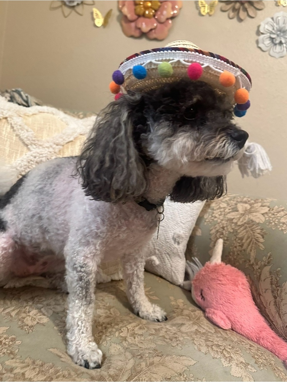 Mexican Sombrero Fiesta Dog Hat Colorful Pom Pom Mariachi